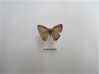 藏品(紫珈波灰蝶)的圖片